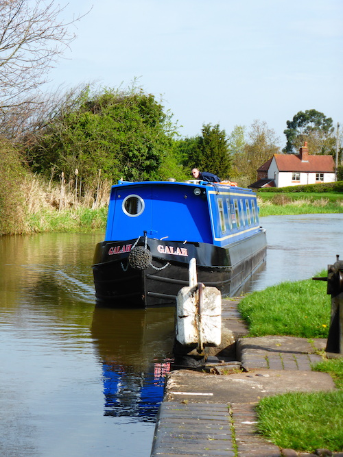 Galah from Worcester